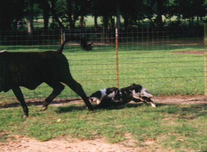 cow dog training